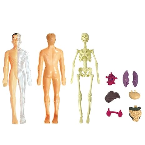 BioBuild - Educational Anatomy Model for Kids