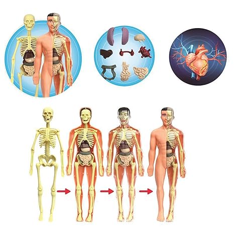 BioBuild - Educational Anatomy Model for Kids