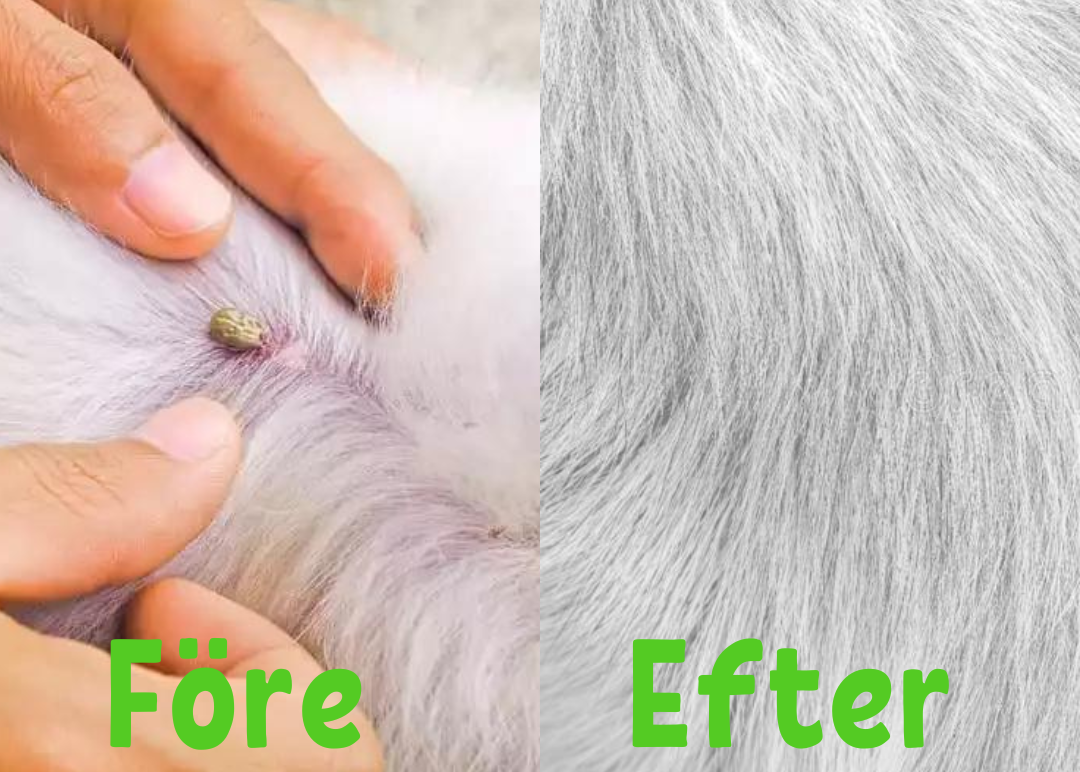 FleaShield Collar - Flea and Tick Protection for Pets