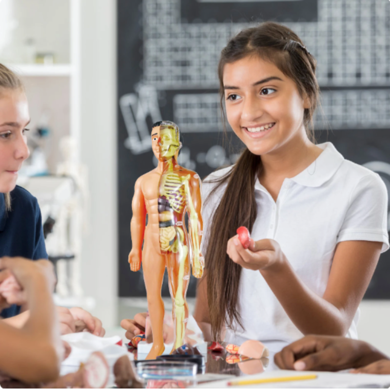 BioBuild - Educational Anatomy Model for Kids
