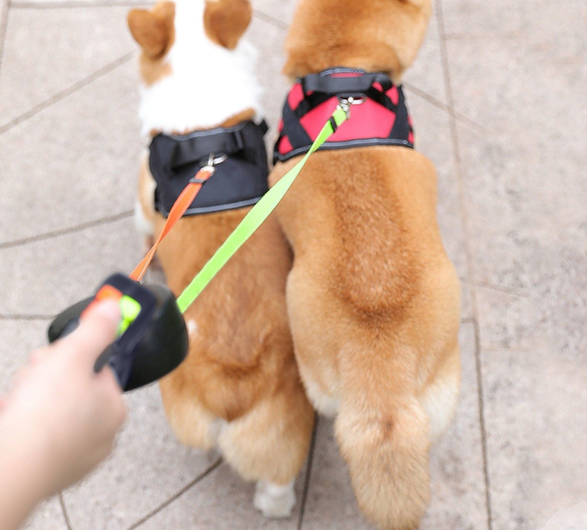 ProPet Duo Leash - The Ultimate Solution for Two Dogs