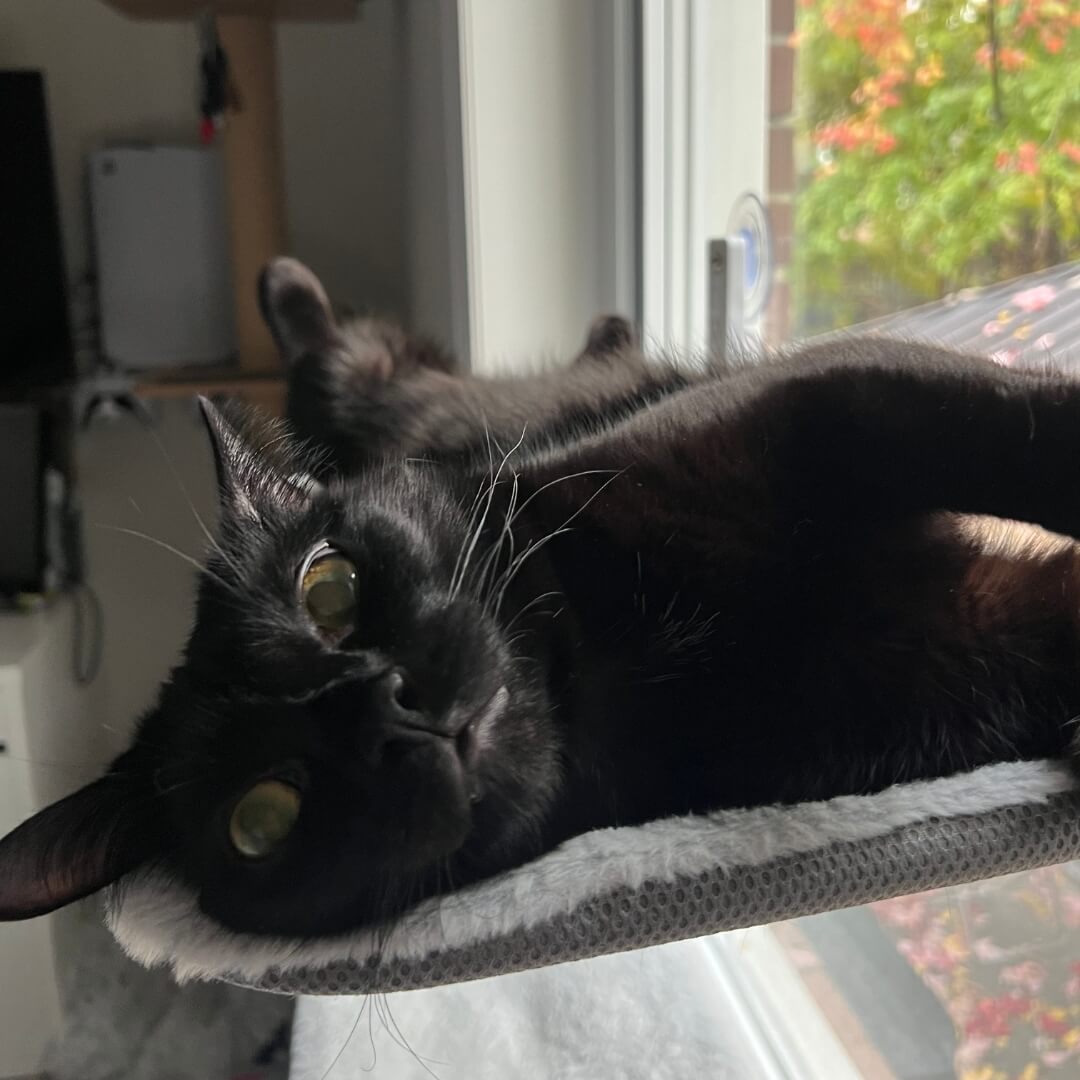 PawPerch - Stylish Foldable Cat Hammock