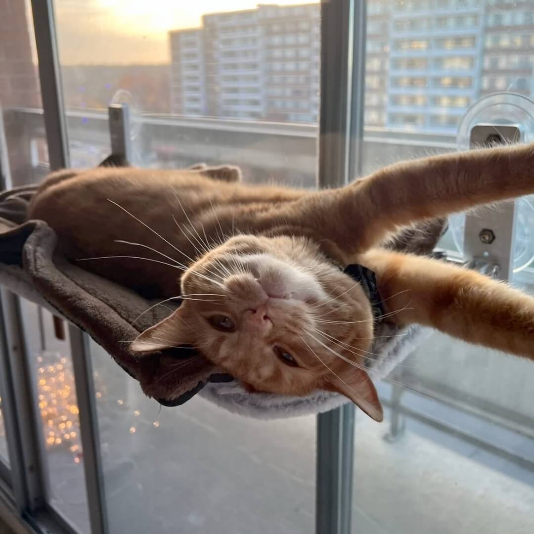 PawPerch - Stylish Foldable Cat Hammock