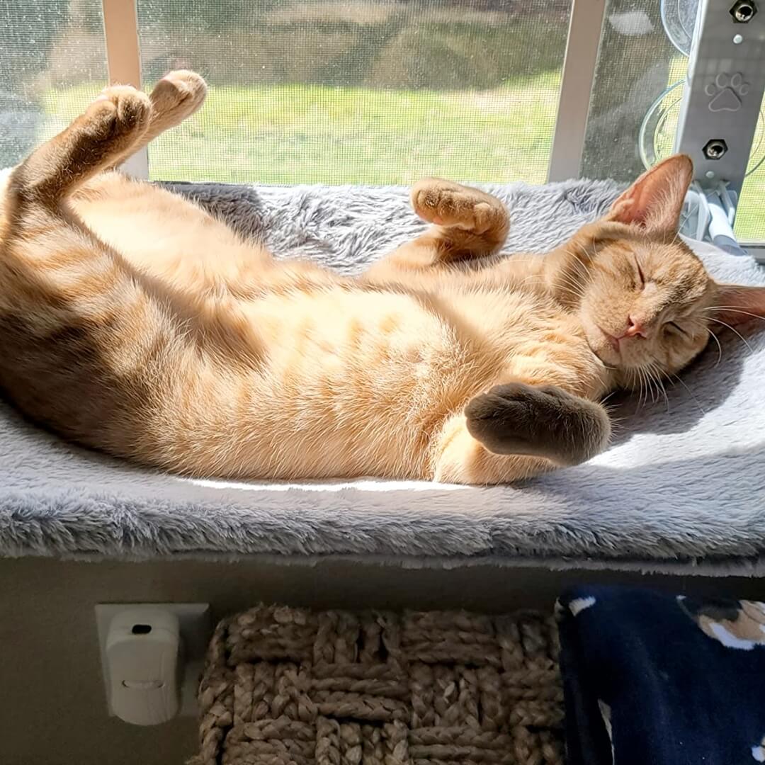 PawPerch - Stylish Foldable Cat Hammock