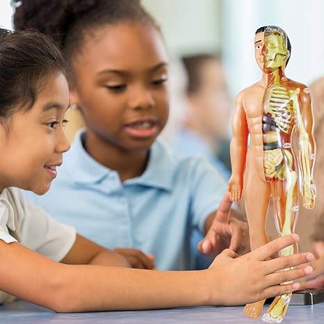 BioBuild - Educational Anatomy Model for Kids