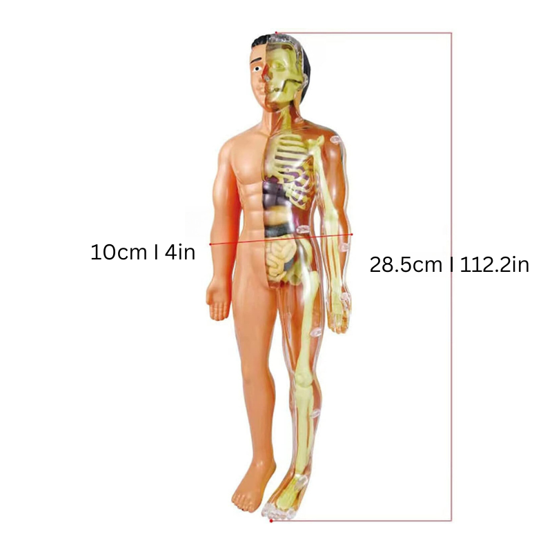 BioBuild - Educational Anatomy Model for Kids