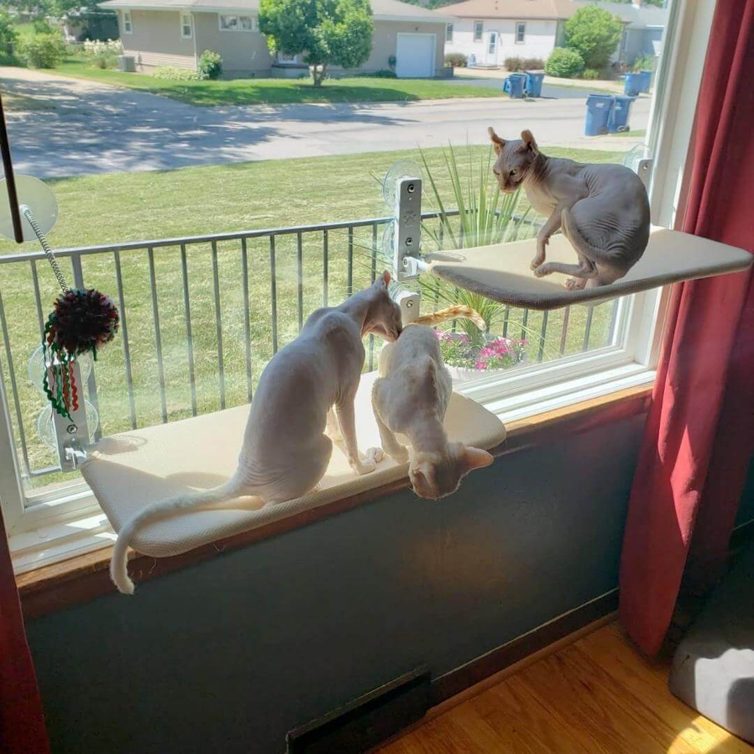 PawPerch - Stylish Foldable Cat Hammock